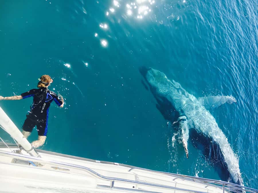 Fraser Island (K'gari): Remote Island and Whale Experience - Cruising the Great Sandy Strait: Wildlife Sightings Before You Even Land