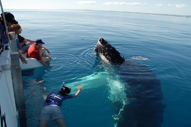 Fraser Island Whale Watch Encounter - Key Points I Think You’ll Care About