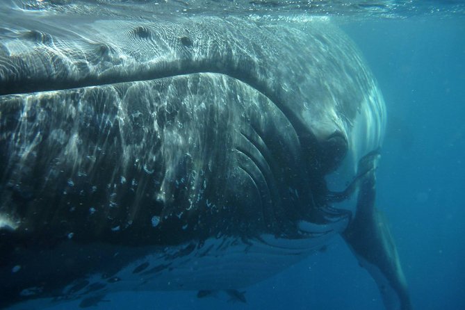 Fraser Island Whale Watch Encounter - Fraser Island Whale Watch: Why This Route Works From Hervey Bay