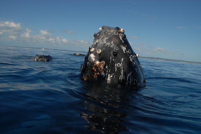 Fraser Island Whale Watch Encounter - Food and Breaks: Tea and Buffet Lunch Actually Make a Difference