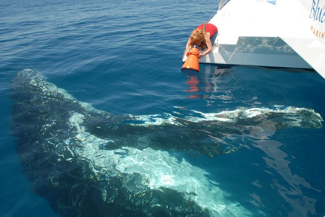 Fraser Island Whale Watch Encounter - What You Get for the Money: €115.44 and the Value Check