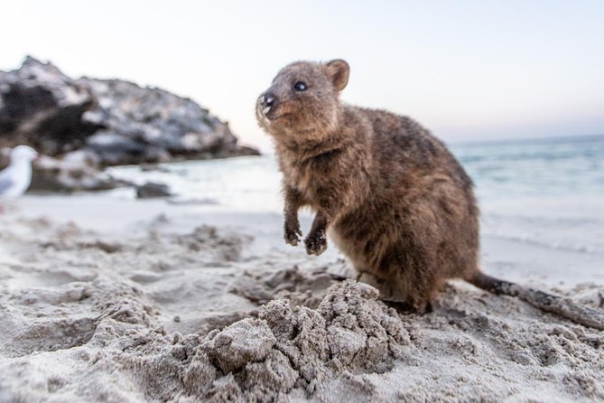 Fremantle to Rottnest Island Roundtrip Ferry Ticket - Price and value: is $62.04 worth it?