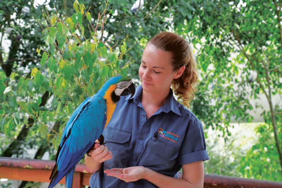 Friends in the Rainforest Package: Koala Gardens & Birdworld - Quick Take: Why This Package Works in Kuranda