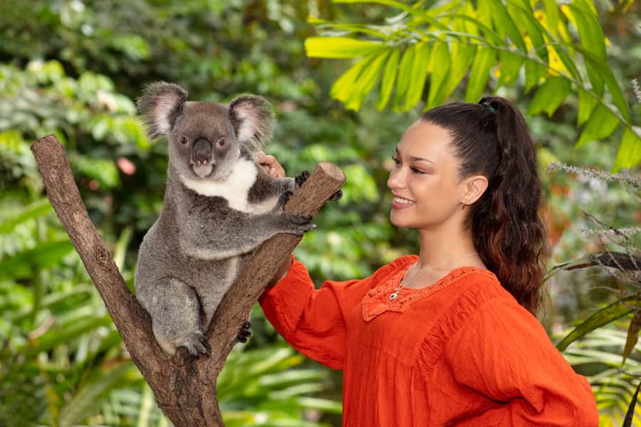 Friends in the Rainforest Package: Koala Gardens & Birdworld - Kuranda Koala Gardens: Koala Photo Time and Up-Close Encounters