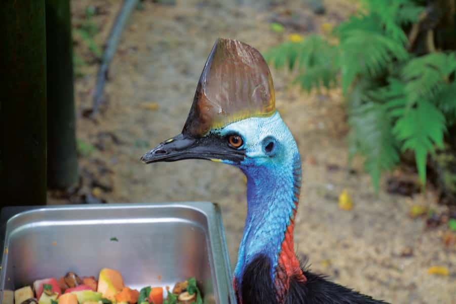 Friends in the Rainforest Package: Koala Gardens & Birdworld - Price and Value: Two Attractions for $27 Per Person