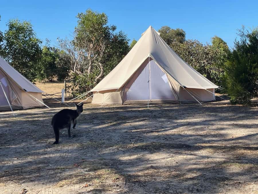 From Adelaide: Kangaroo Island Epic 2-Day Small Group Tour - Key things to know before you go