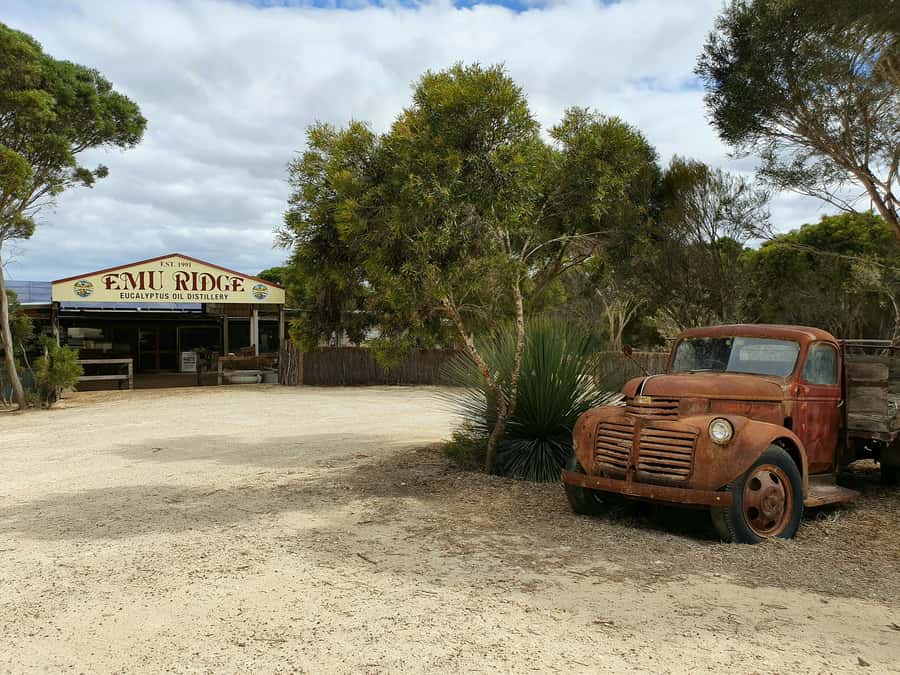 From Adelaide: Kangaroo Island Sip and See Day Trip - Raptor Domain: the birds of prey show that people remember