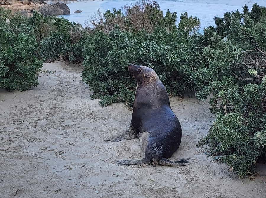 From Adelaide: Premium 2-Day Kangaroo Island Minibus Tour - Seal Bay Conservation Park: the private guided sea lion beach walk