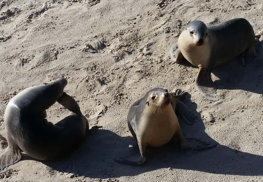 From Adelaide: Premium 2-Day Kangaroo Island Minibus Tour - Kingscote overnight: where your second day starts from