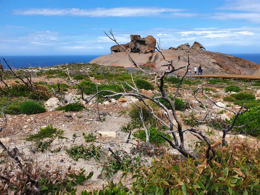 From Adelaide: Premium 2-Day Kangaroo Island Minibus Tour - Little Sahara by 4x4 buggy: koalas in the wild, plus sand dune energy