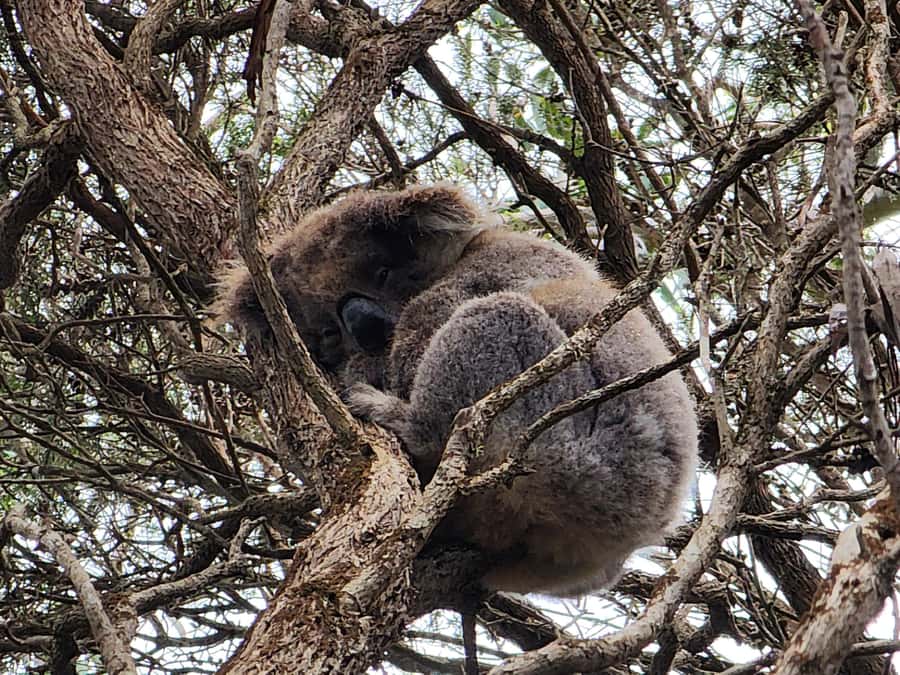 From Adelaide: Premium 2-Day Kangaroo Island Minibus Tour - SeaLink ferry from Cape Jervis to Penneshaw: plan for the water part