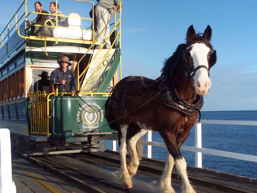 From Adelaide: Victor Harbor & Hahndorf Day Tour - Hahndorf: a German village day with real time to browse