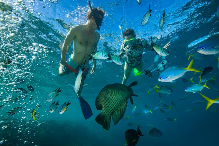 From Airlie Beach: Hook Island Cultural Tour, Sail & Snorkel - Nara Inlet and the Ngaro cultural site walk: Short, steep, and guided