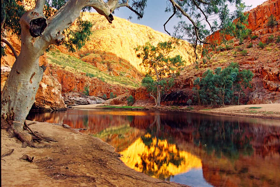 From Alice Springs: West MacDonnell Ranges Day Trip - Standley Chasm plus morning tea: where the day really slows down