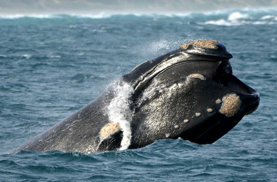 From Augusta: Whale Watching Award Winning Tour - Price and value: is $67 a fair deal for a 2-hour cruise?
