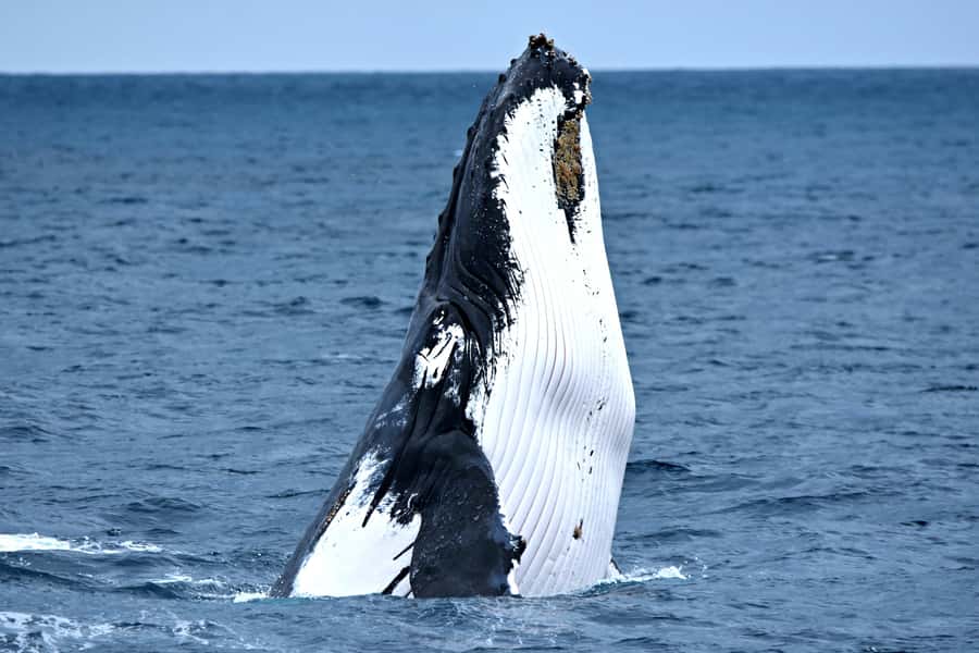 From Augusta: Whale Watching Award Winning Tour - The cruise in sheltered Flinders Bay and what close-to-shore means