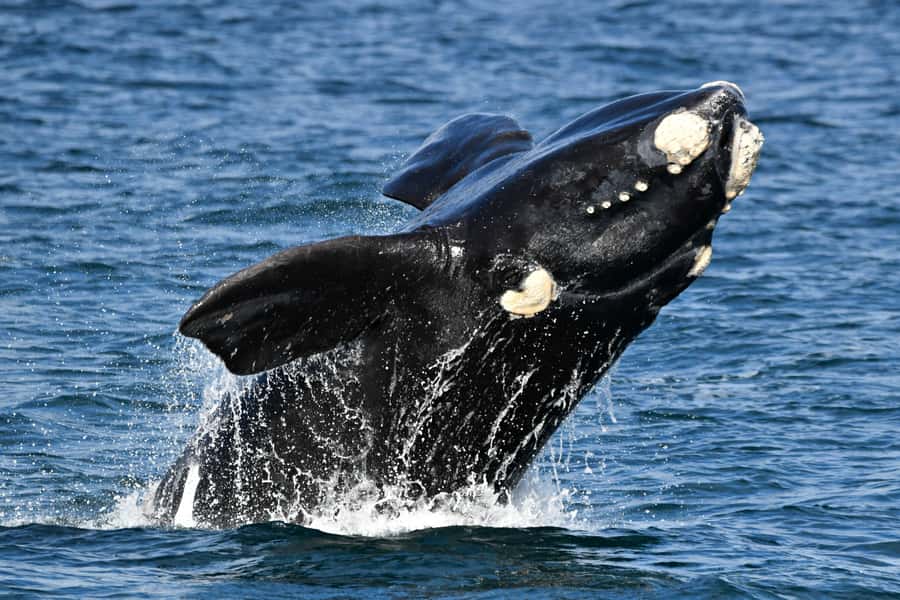 From Augusta: Whale Watching Award Winning Tour - Live onboard whale commentary: faster learning, better spotting