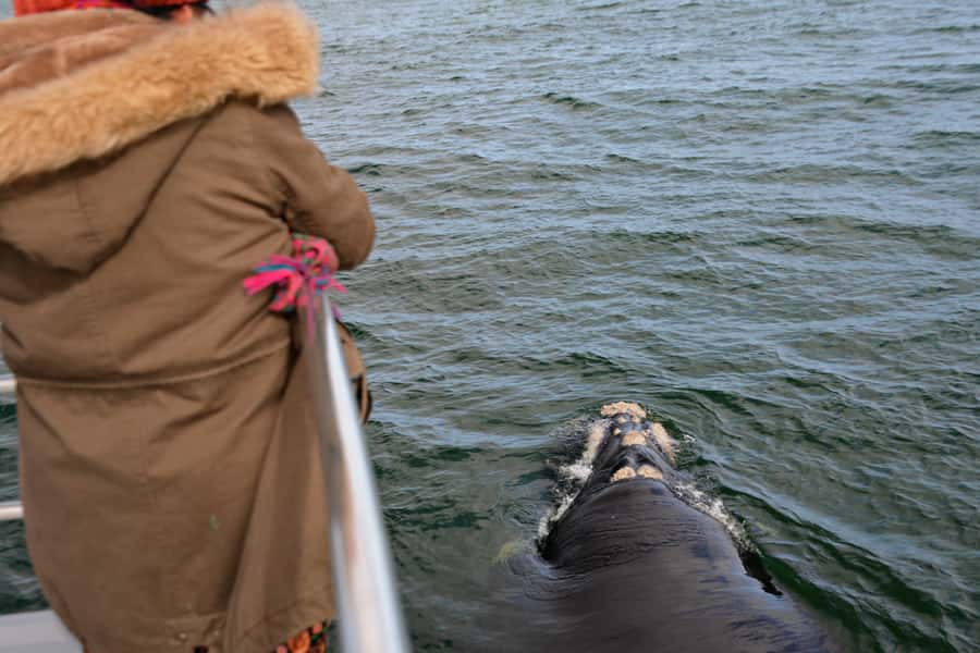 From Augusta: Whale Watching Award Winning Tour - Beyond humpbacks: dolphins and seabirds add constant motion