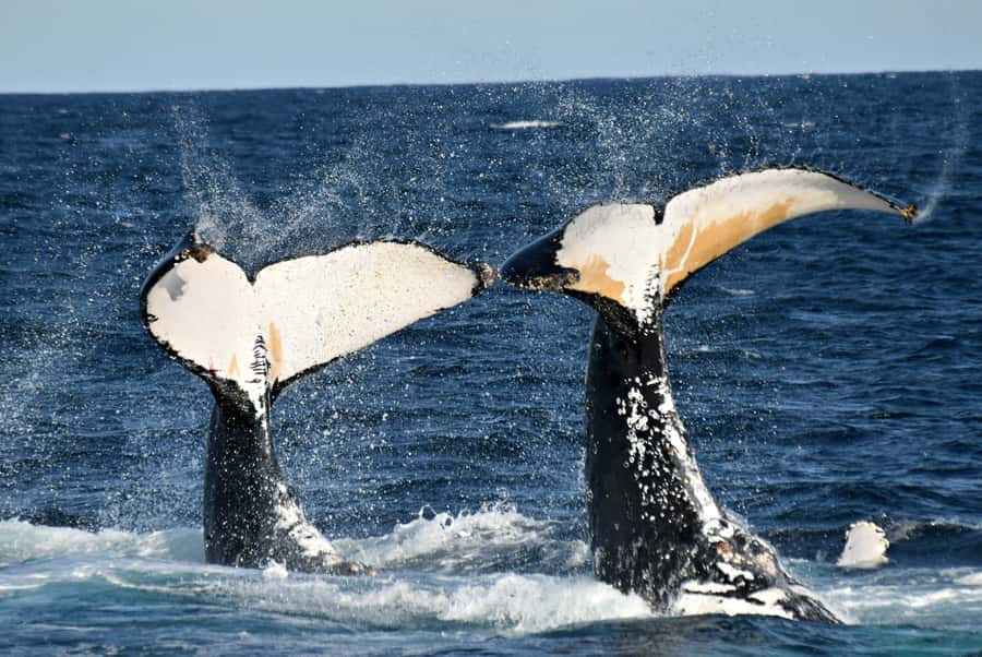 From Augusta: Whale Watching Award Winning Tour - Why responsible whale watching is built into the experience