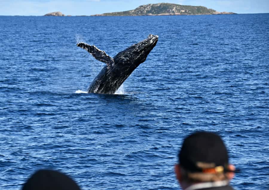 From Augusta: Whale Watching Award Winning Tour - The purpose-built vessel and the comfort factor that affects everything