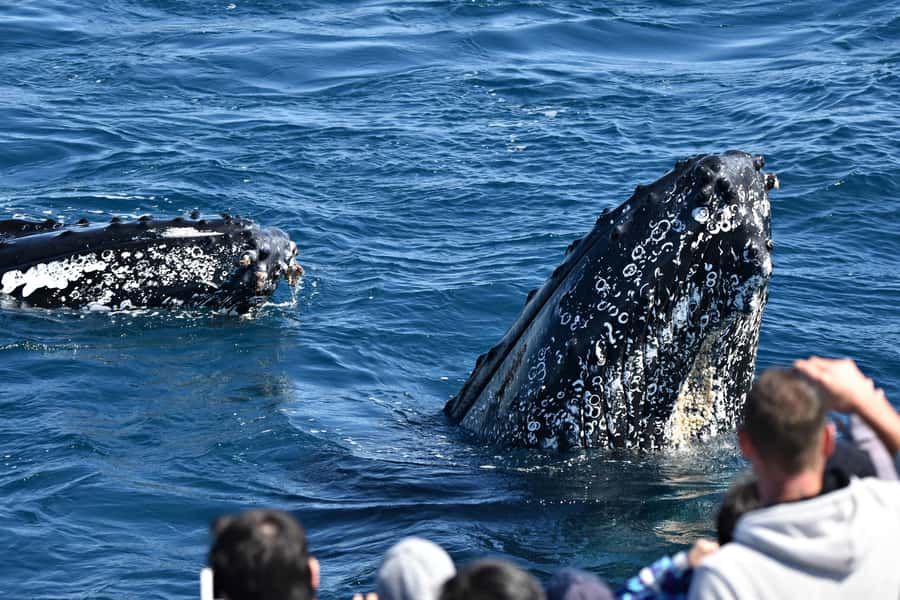 From Augusta: Whale Watching Award Winning Tour - Boarding at Augusta Boat Harbour: smooth start, tidy setup