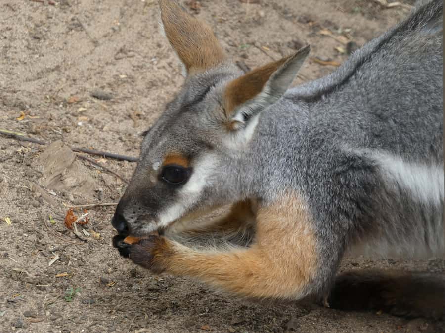 From Brisbane: Day Trip to Noosa, Glass House Mtns and Zoo - The Ginger Factory: quick tour, big personality