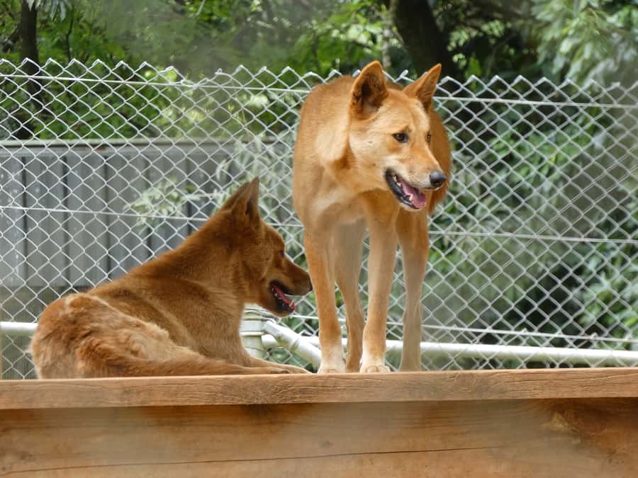 From Brisbane: Day Trip to Noosa, Glass House Mtns and Zoo - Who this day trip suits best (and who should think twice)