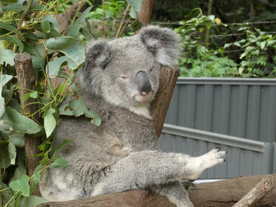 From Brisbane: Day Trip to Noosa, Glass House Mtns and Zoo - The pacing: why the timing feels right for a long day