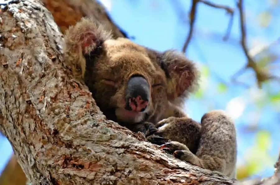 From Brisbane: Gold Coast Day Tour with Lunch - Key takeaways before you go