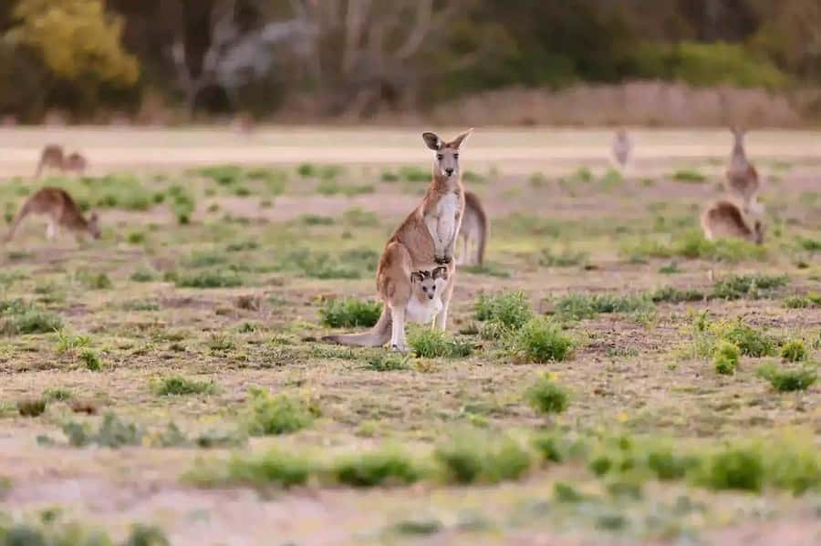 From Brisbane: Gold Coast Day Tour with Lunch - A long day with real variety: wildlife, rainforest, and 360° lunch