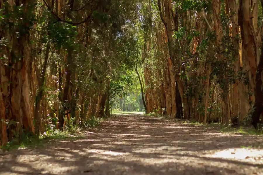 From Brisbane: Gold Coast Day Tour with Lunch - Springbrook’s Natural Bridge: rainforest walking plus scenic drive time