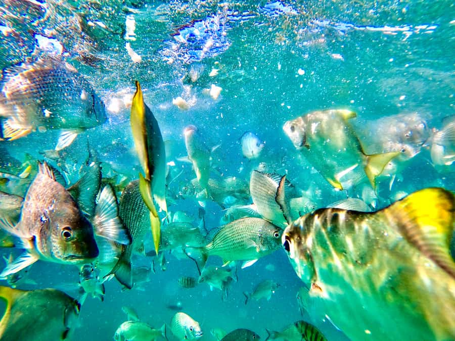 From Brisbane: Moreton Island Full-Day Trip - Transparent kayak over crystal-clear water: seeing the seabed as you paddle