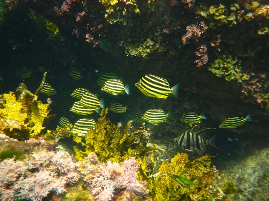 From Busselton: Half-Day Coastal and Wildlife Eco Tour - Key highlights that make this tour worth your time