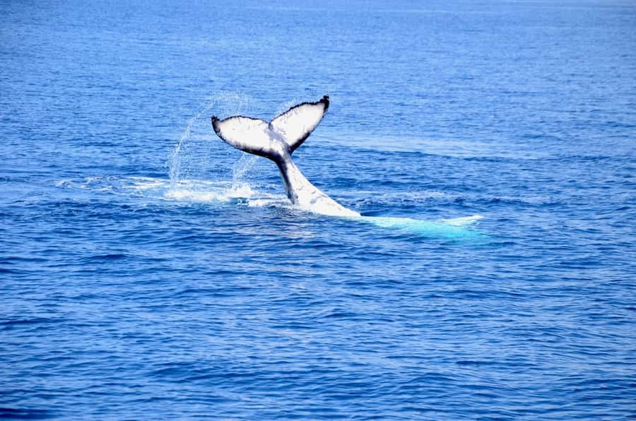 From Busselton: Half-Day Coastal and Wildlife Eco Tour - Price and value: is $102 per person fair for this mix?
