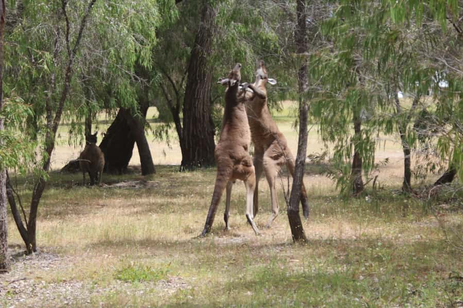 From Busselton: Half-Day Coastal and Wildlife Eco Tour - How this half-day eco loop from Busselton really plays out