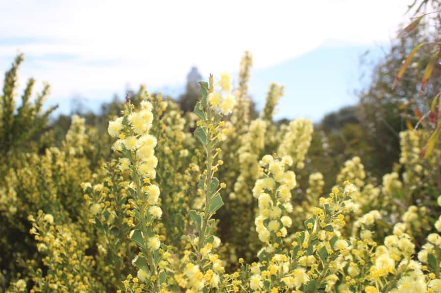 From Busselton: Half-Day Coastal and Wildlife Eco Tour - Sugarloaf Rock: the food and drink stop that makes the tour feel complete