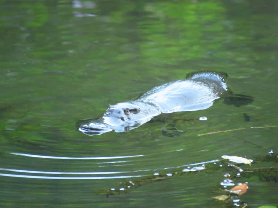 From Byron Bay: Platypus Spotting Walk - Key Things I’d Book This For