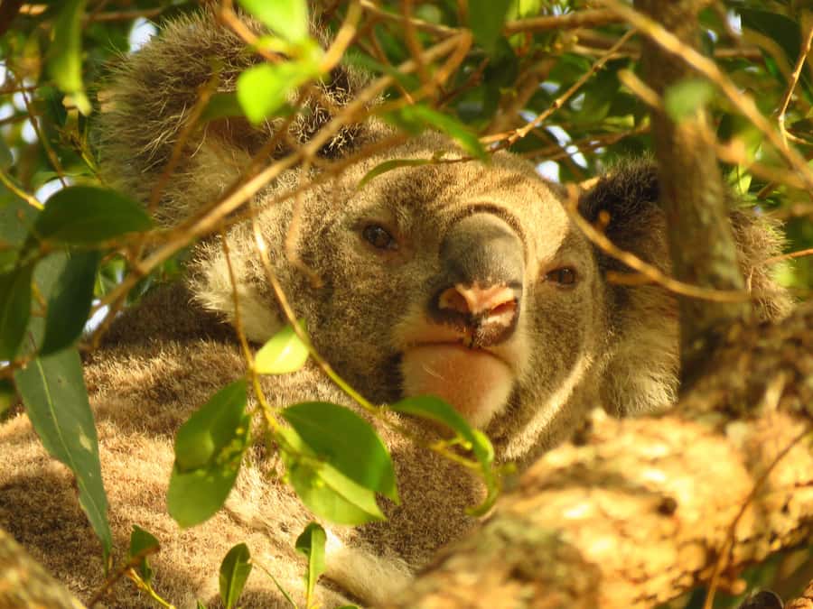 From Byron Bay: Platypus Spotting Walk - Why This Byron Bay Platypus Walk Feels Different Than a Standard Tour