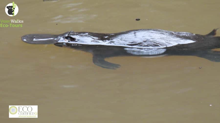 From Byron Bay: Platypus Spotting Walk - Pickup, Drive, and Getting Set Up for Quiet Wildlife Watching
