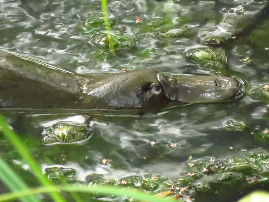 From Byron Bay: Platypus Spotting Walk - The Timing: Why Just After Dawn Matters