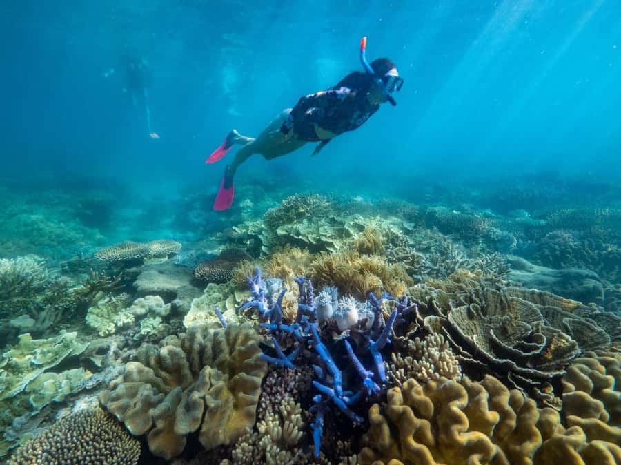 From Cairns: 2 Islands 1 day - Fitzroy & Green Islands - Should you book this tour?
