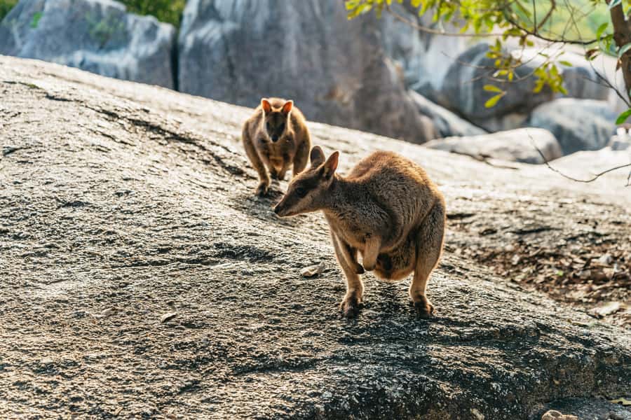 From Cairns: Chillagoe Caves and Outback Full-Day Tour - From Cairns to Chillagoe: the long outback ride in an air-conditioned 4WD