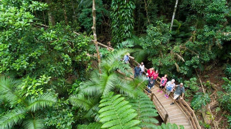 From Cairns: Daintree Rainforest & Cape Tribulation 4WD Tour - Daintree River cruise: where crocodiles live (and why sightings aren’t guaranteed)