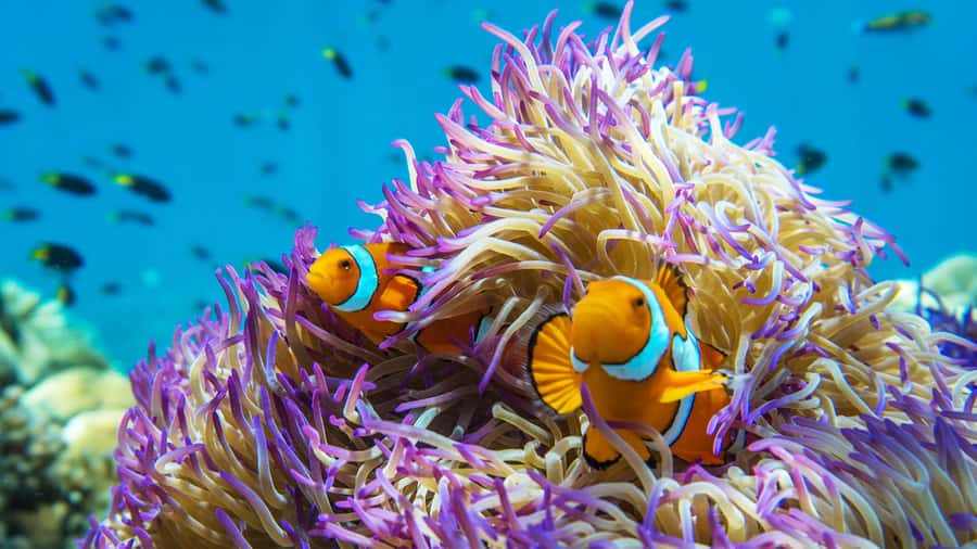 From Cairns: Frankland Island All-Inclusive Day Tour - Key things that make this tour worth your time