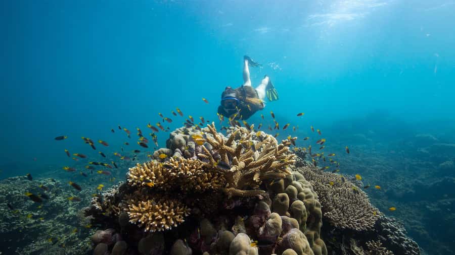 From Cairns: Frankland Island All-Inclusive Day Tour - The open-water crossing: why this one feels shorter