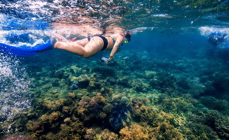 From Cairns: Frankland Island All-Inclusive Day Tour - Snorkel safari and semi-sub reef options: what you can expect underwater