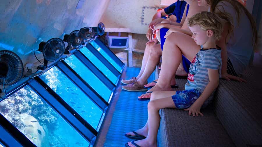 From Cairns: Frankland Island All-Inclusive Day Tour - Mulgrave River cruise: calm water, wildlife possibilities