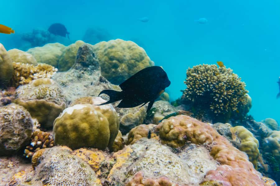 From Cairns: Green Island Full-Day Cruise - The Green Island Rainforest Boardwalk: A Break Between Water Sessions