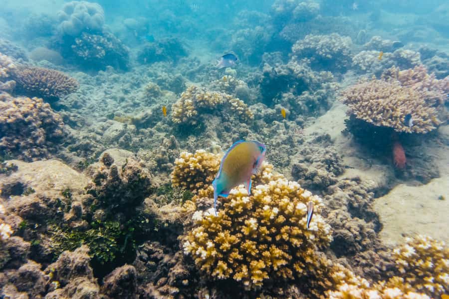 From Cairns: Green Island Full-Day Cruise - Glass-Bottom Boat: Reef Views Without Getting Too Wet