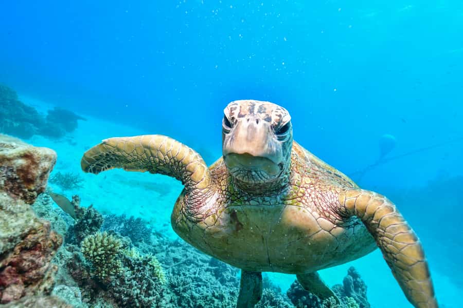 From Cairns: Green Island Half-Day Morning Cruise - Who this half-day cruise is for